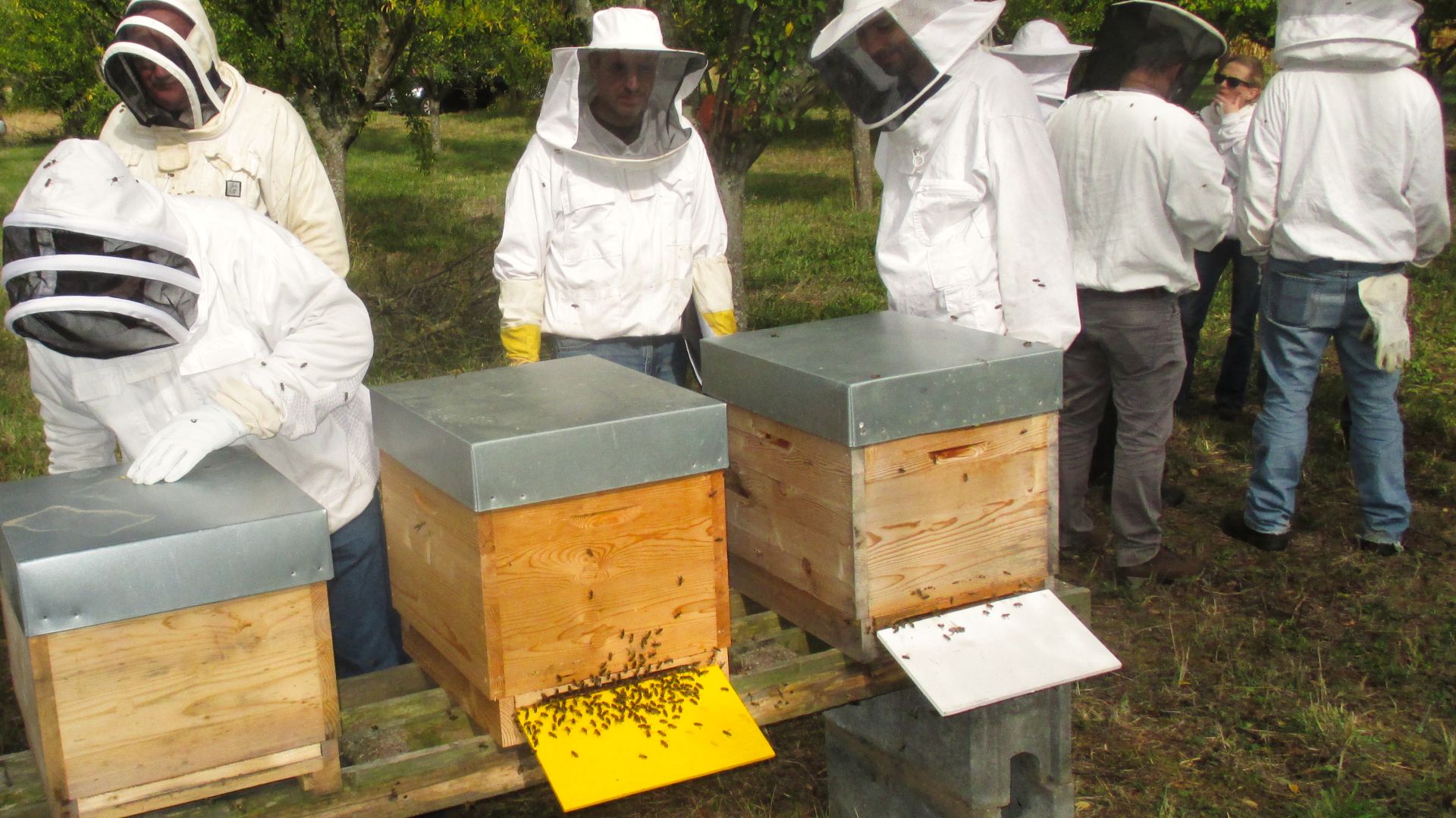 Programme Sanitaire d’Élevage du groupement de défense sanitaire apicole du Bas-Rhin